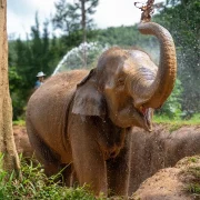 Phuket Elephant Nature Reserve Sets the Standard for Ethical Tourism in Thailand