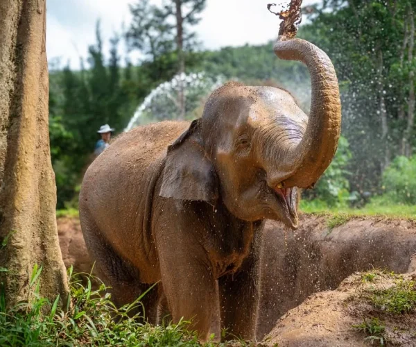 Phuket Elephant Nature Reserve Sets the Standard for Ethical Tourism in Thailand